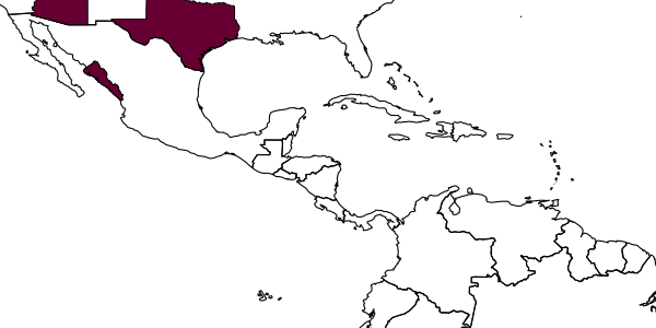 map of Pseudisobrachium comanche     Evans, 1961